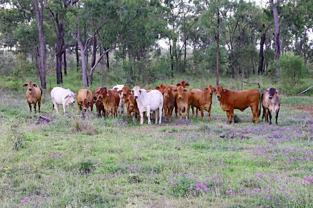 Main view of Homely rural property listing, 782 Floods Road, Dululu QLD 4702