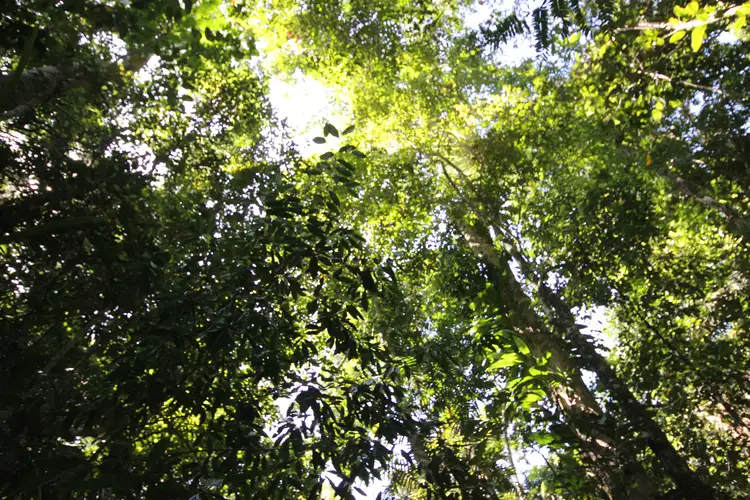 Fifth view of Homely rural property listing, Lot 5 Woopen Creek Road, Woopen Creek QLD 4871