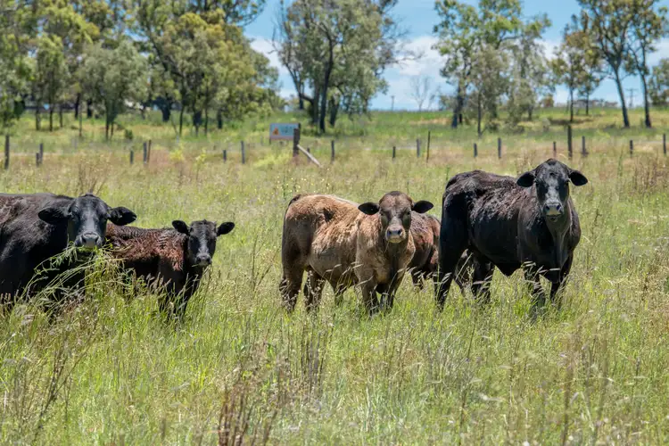 Sixth view of Homely rural property listing, 'Trevor Hill' 2093 Gore Highway, Umbiram QLD 4352