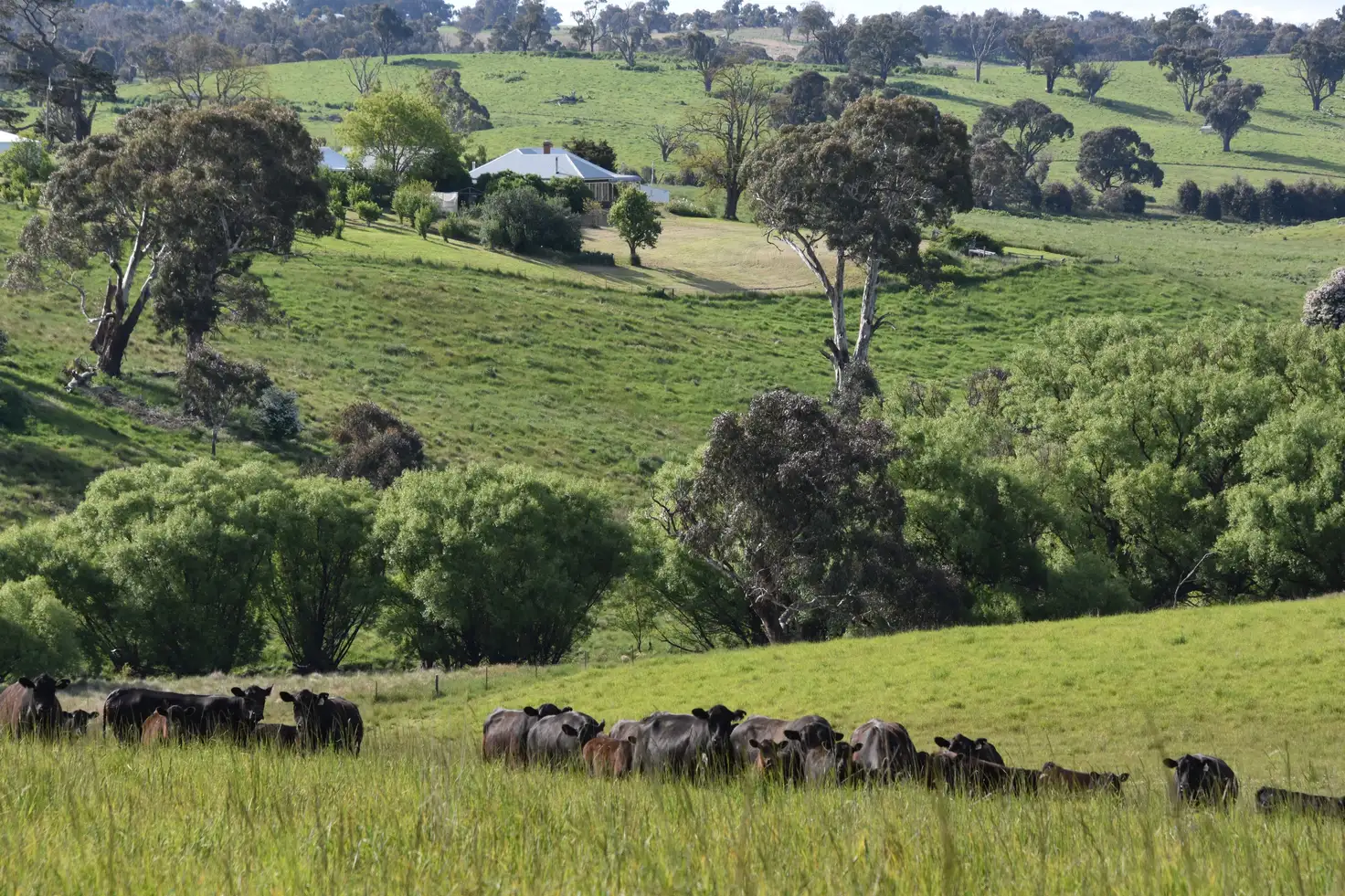 Main view of Homely rural property listing, 1081 Triangle Flat Road, Bathurst NSW 2795