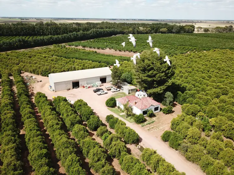 Farm 734, 487 Whitton Road, Leeton NSW 2705