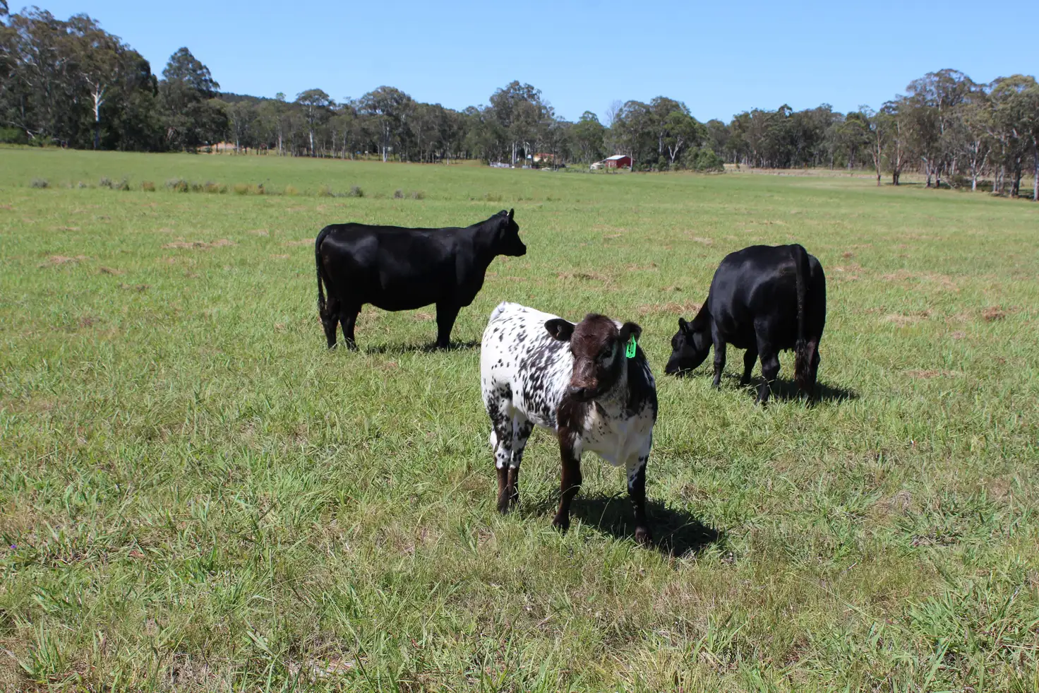 Main view of Homely rural property listing, 1 Barlows Gate, Acacia Creek NSW 2476