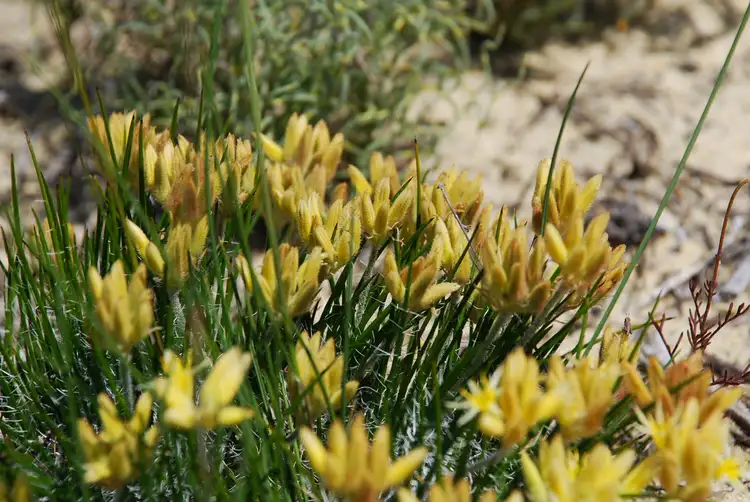 Seventh view of Homely land listing, Lot 181 Trig Point Drive, Jurien Bay WA 6516