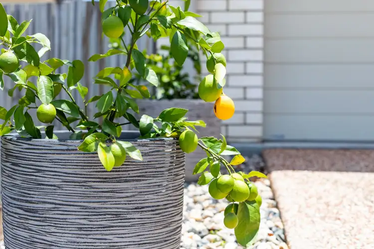 Sixth view of Homely house listing, 17 Palmerston Street, North Lakes QLD 4509