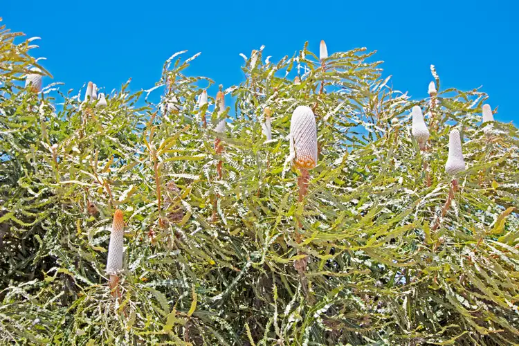 Fifth view of Homely land listing, Lot 85 Ridge Way, Jurien Bay WA 6516