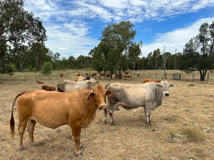 Seventh view of Homely rural property listing, 658 Mount Myrtle Road, Kowguran QLD 4415