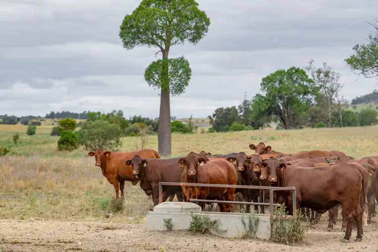 Sixth view of Homely rural property listing, 2842 Bundi Road, Wandoan QLD 4419