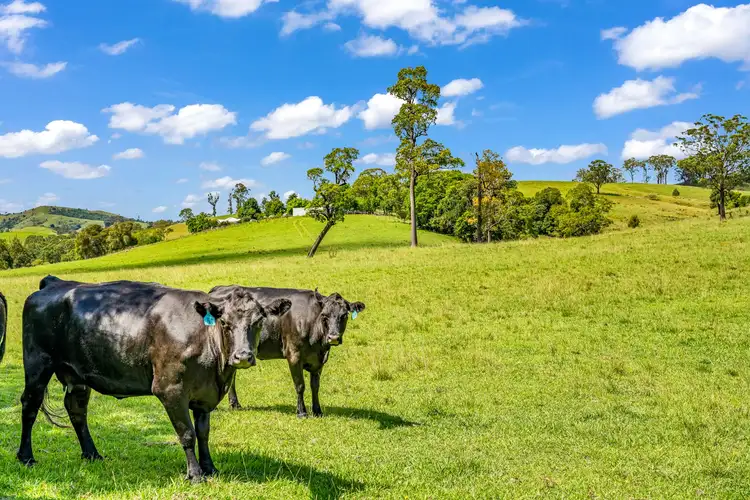 Fifth view of Homely rural property listing, 169 Pitlochry Road, Gloucester NSW 2422