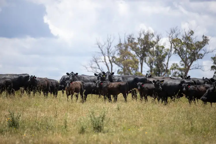 1590 Old Armidale Road, Guyra NSW 2365