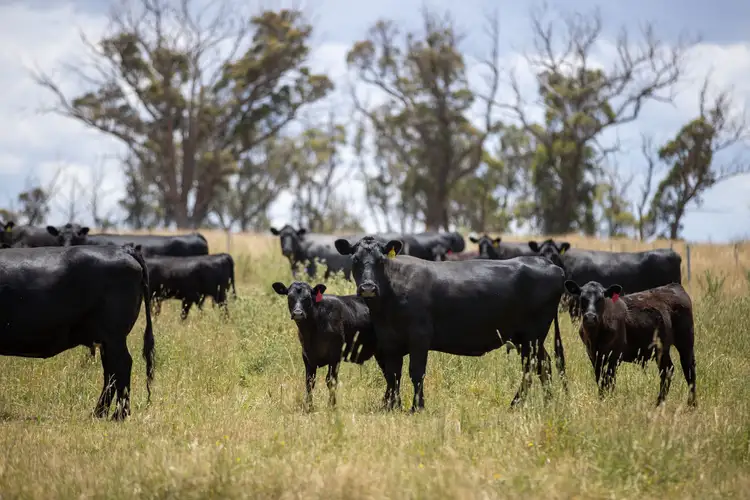 Seventh view of Homely rural property listing, 1590 Old Armidale Road, Guyra NSW 2365