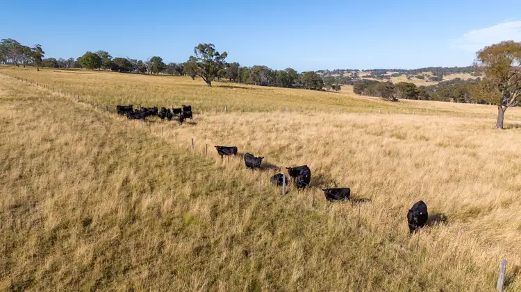 141 Brushy Creek Road, Brushy Creek NSW 2365