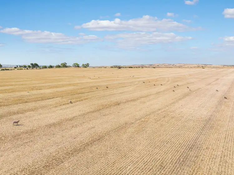 Second view of Homely rural property listing, 'Peters Farm' Peters Road, Freeling SA 5372