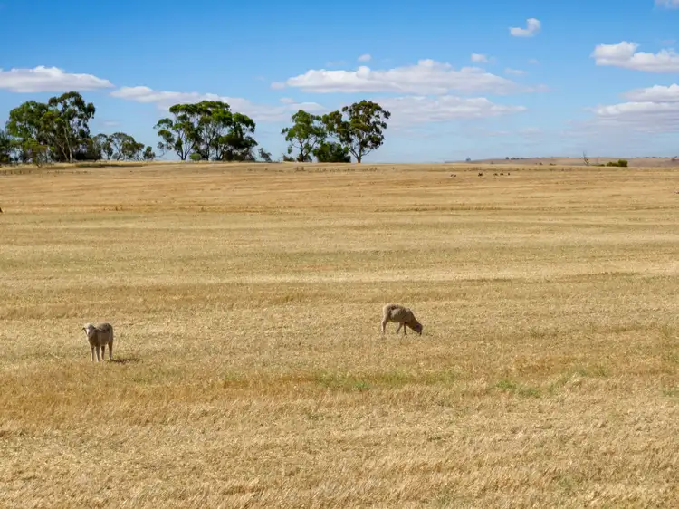 Fourth view of Homely rural property listing, 'Peters Farm' Peters Road, Freeling SA 5372