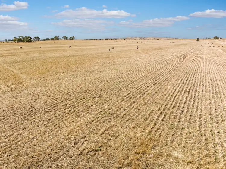 Fifth view of Homely rural property listing, 'Peters Farm' Peters Road, Freeling SA 5372