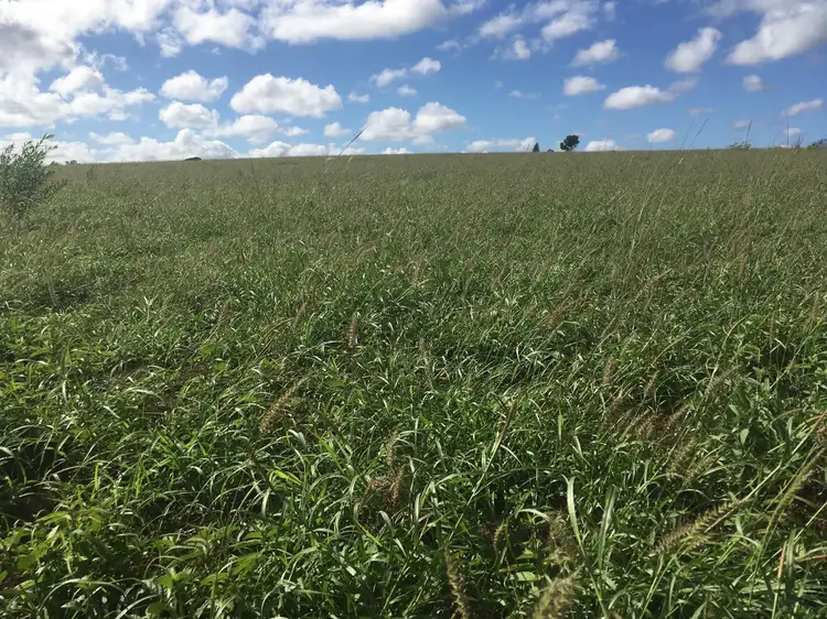 Second view of Homely rural property listing, 200 Mill Road, Monogorilby QLD 4626
