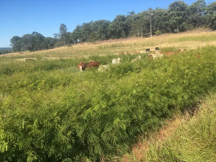 Third view of Homely rural property listing, 200 Mill Road, Monogorilby QLD 4626