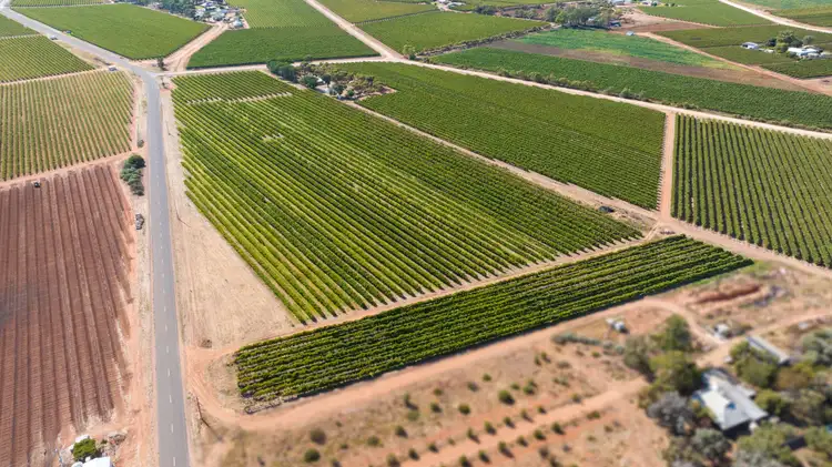 Second view of Homely rural property listing, 265 Gaskell Road, Barmera SA 5345