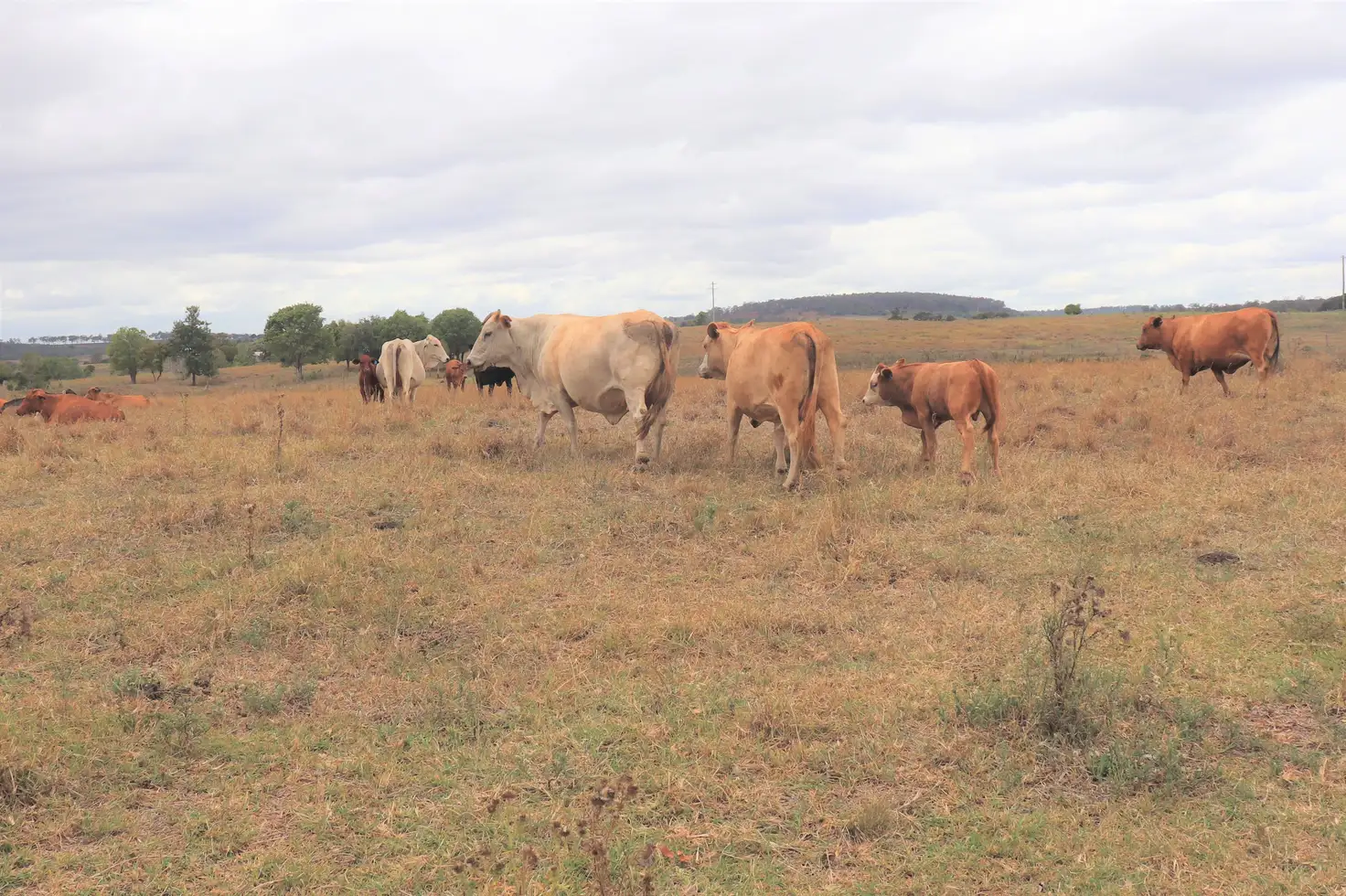 Main view of Homely rural property listing, 255 Middle Road, Kinleymore QLD 4613