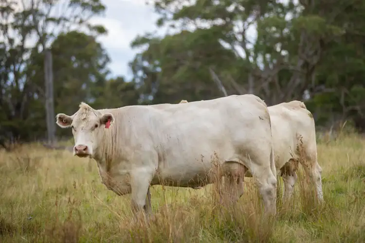 Fourth view of Homely rural property listing, 527 Melrose Road, Armidale NSW 2350