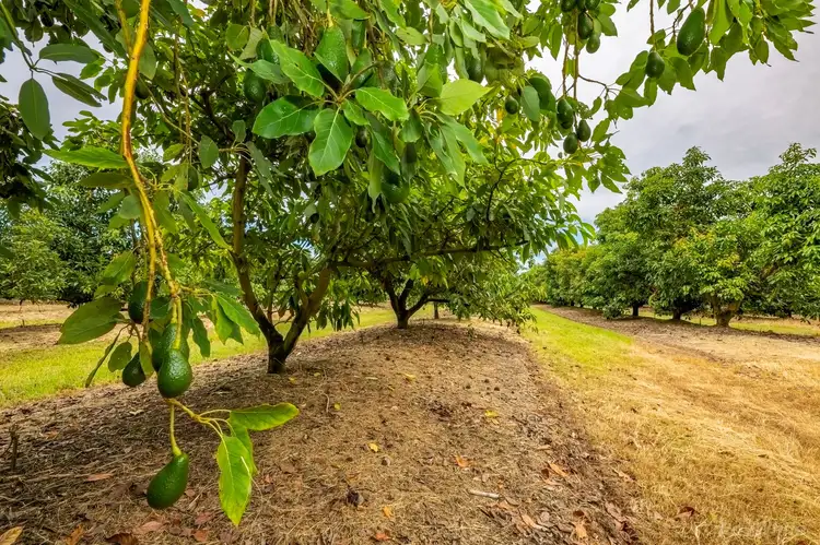 Fourth view of Homely house listing, 3903 Goodwood Road, Elliott QLD 4670