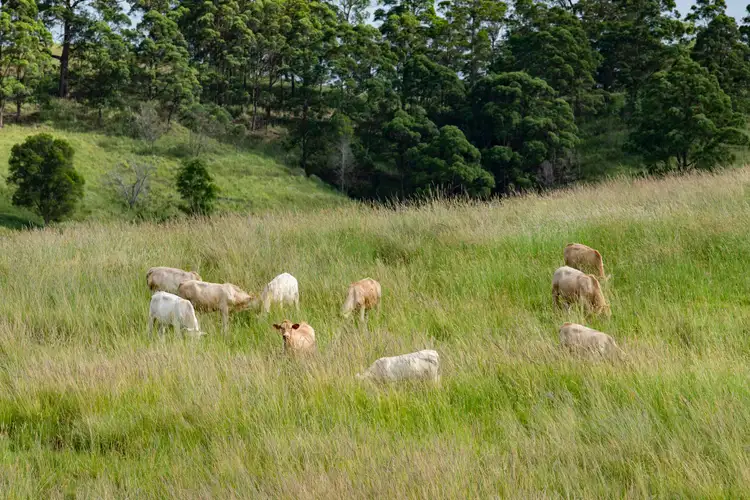 Third view of Homely rural property listing, Lot 12 Aherns Road, Conondale QLD 4552