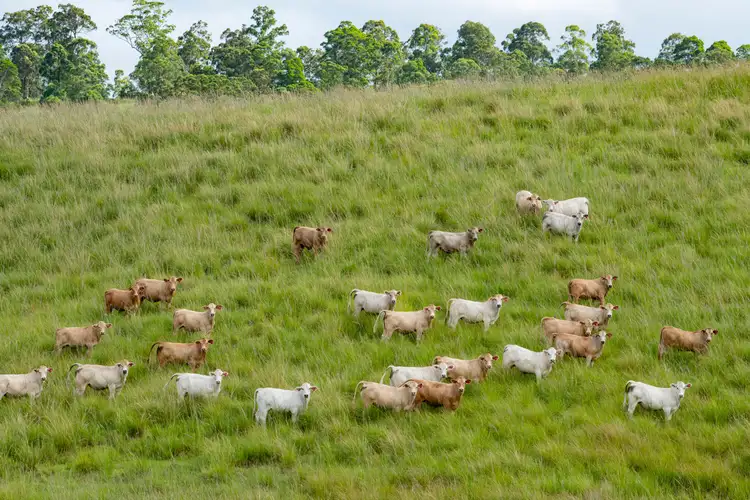 Fifth view of Homely rural property listing, Lot 12 Aherns Road, Conondale QLD 4552