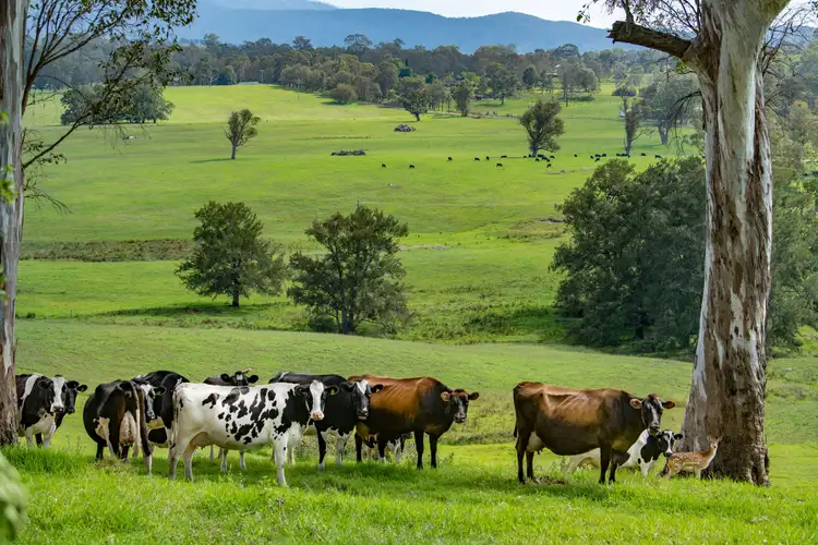 Seventh view of Homely rural property listing, 208 Reedy Swamp Road, Tarraganda NSW 2550