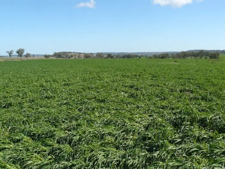 Third view of Homely rural property listing, Address available on request