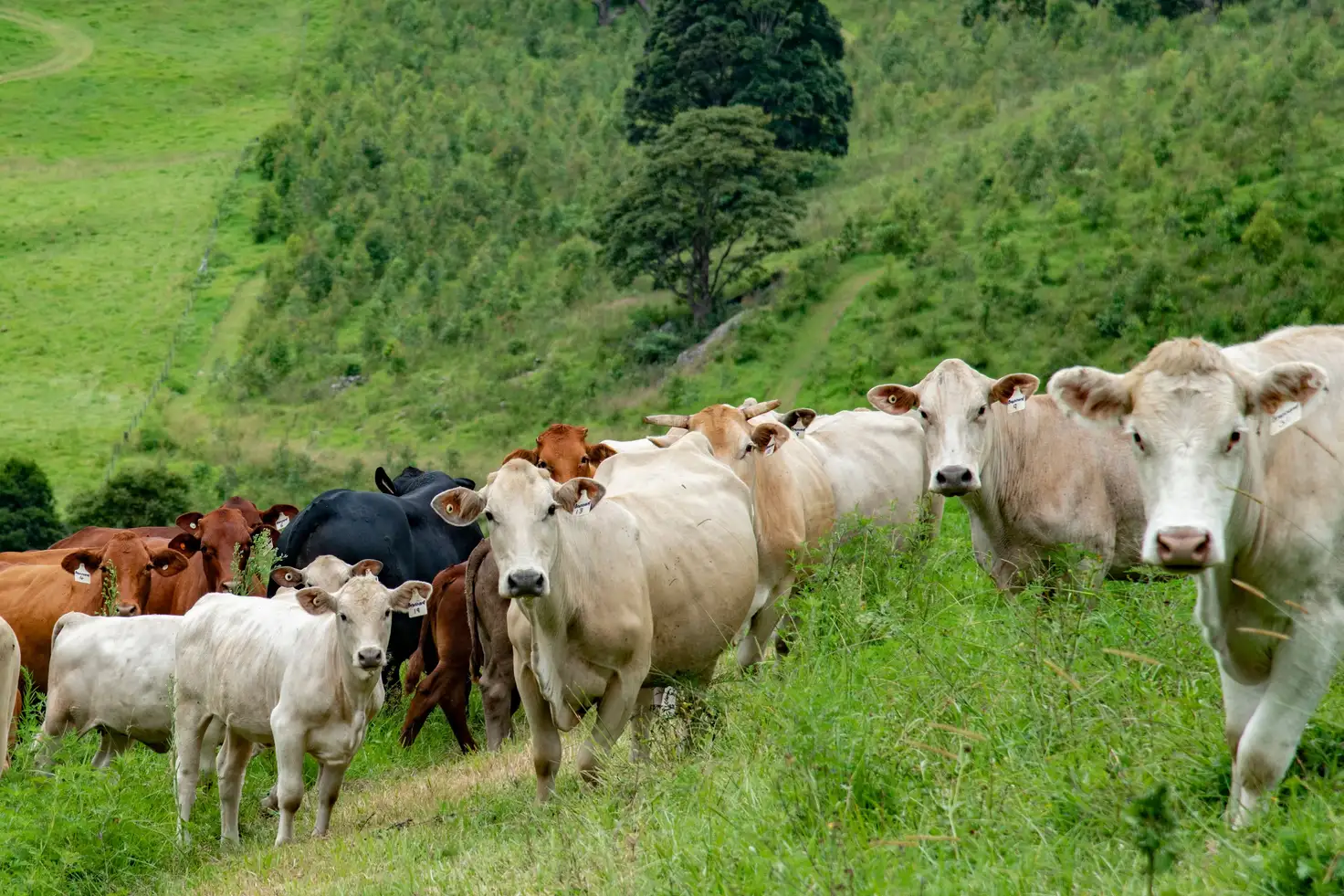 Main view of Homely rural property listing, 26 Hayters Road, Natural Bridge QLD 4211