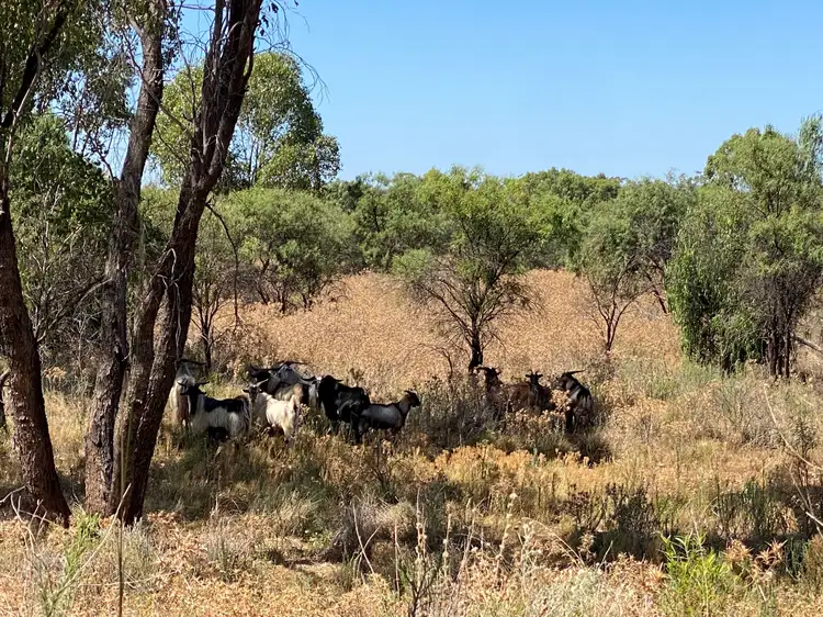 Fourth view of Homely rural property listing, Part Glenroy Peisley Road, Nyngan NSW 2825