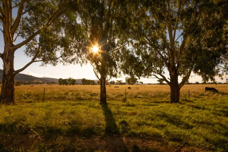 Second view of Homely rural property listing, 'Belfield' Trevallyn Road, Barraba NSW 2347