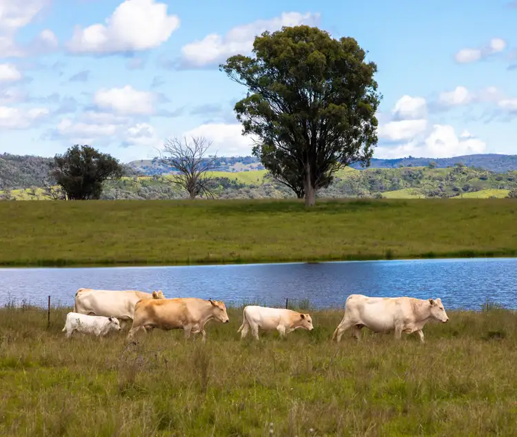 Third view of Homely rural property listing, 'Belfield' Trevallyn Road, Barraba NSW 2347