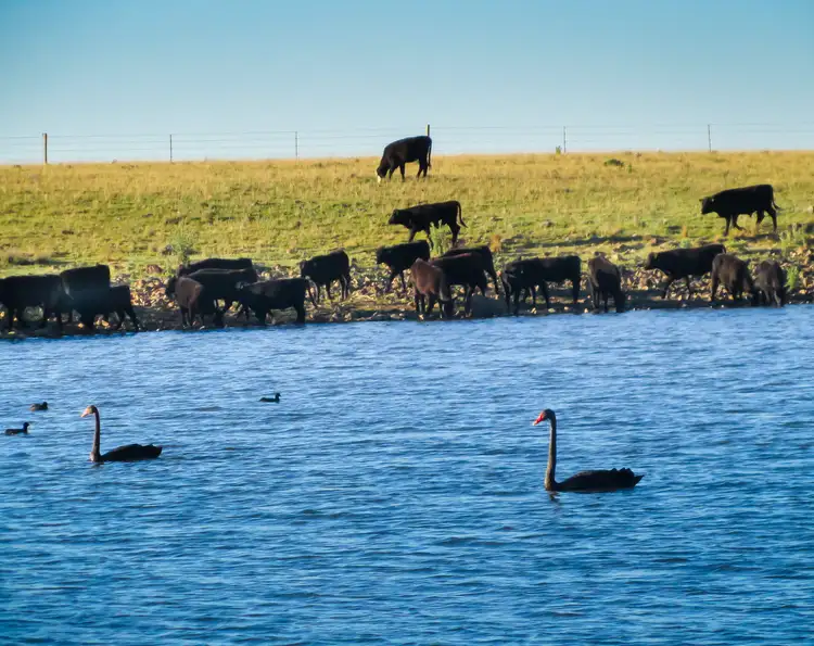 Sixth view of Homely rural property listing, 'Belfield' Trevallyn Road, Barraba NSW 2347