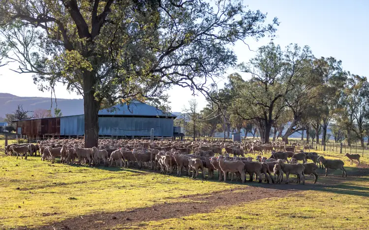 Seventh view of Homely rural property listing, 'Belfield' Trevallyn Road, Barraba NSW 2347