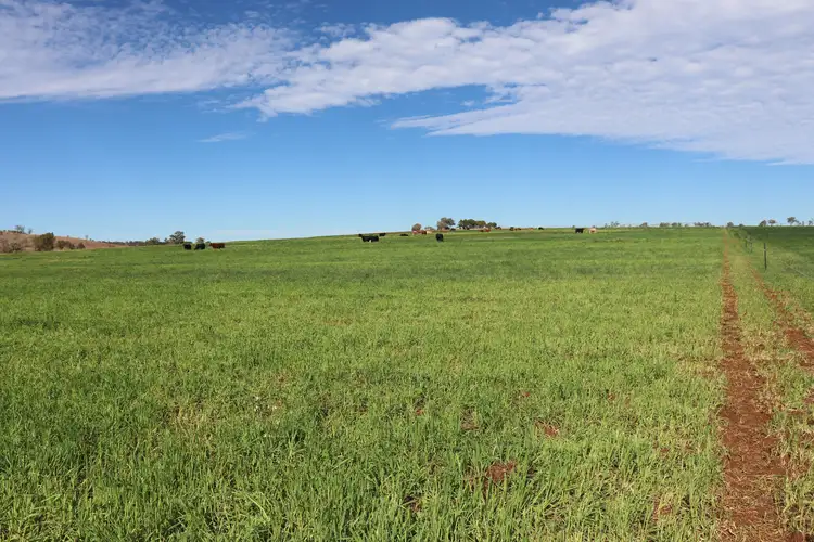 319 Back Glenrae Road, Glenrae QLD 4626