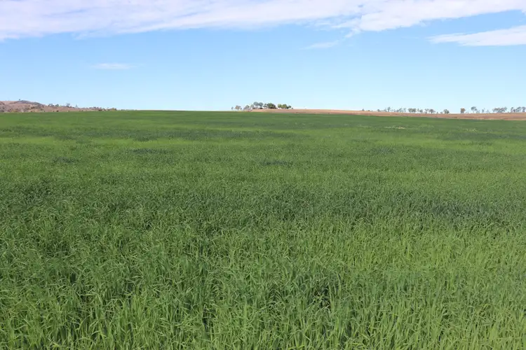 Third view of Homely rural property listing, 319 Back Glenrae Road, Glenrae QLD 4626