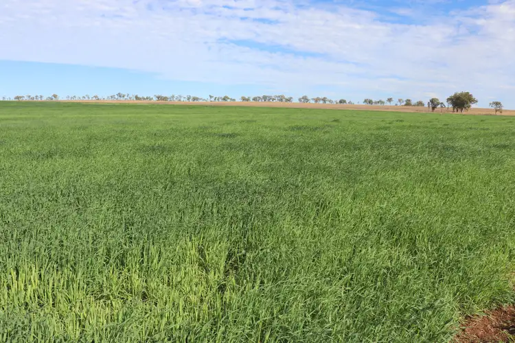 Fifth view of Homely rural property listing, 319 Back Glenrae Road, Glenrae QLD 4626