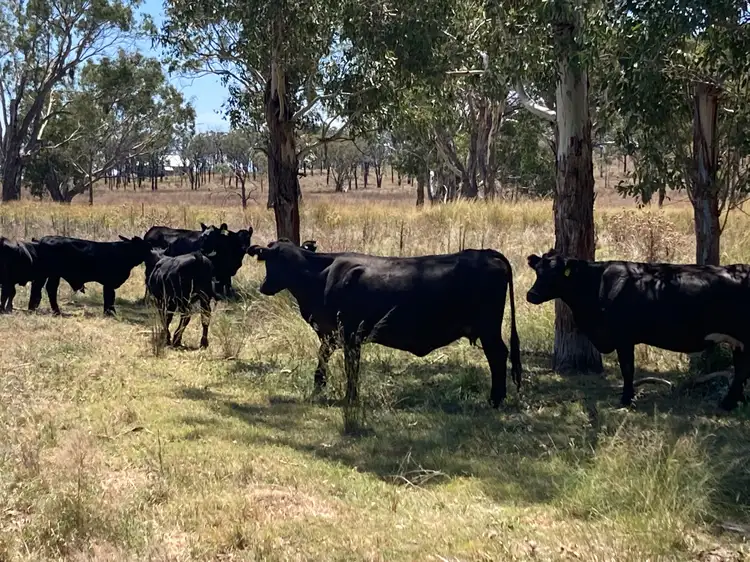Seventh view of Homely rural property listing, 19 Wickham Road, Karara QLD 4352