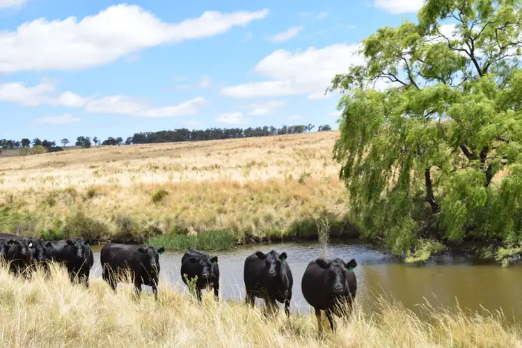 Second view of Homely rural property listing, 1253 Enmore Road, Mihi NSW 2358