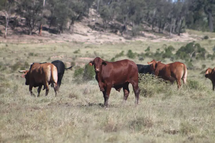 Third view of Homely rural property listing, 5273 Landsborough Highway, Augathella QLD 4477
