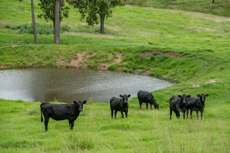 Sixth view of Homely rural property listing, 10201 Bruxner Highway, Tenterfield NSW 2372