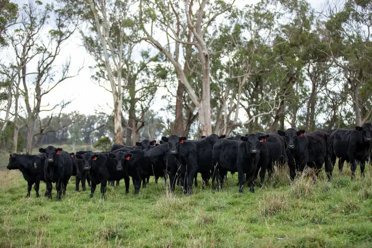 Sixth view of Homely rural property listing, 488 Guyra Road, Ebor NSW 2453