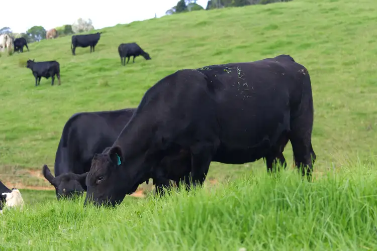 Fourth view of Homely rural property listing, 746 Whisky Creek Road, Dorrigo NSW 2453