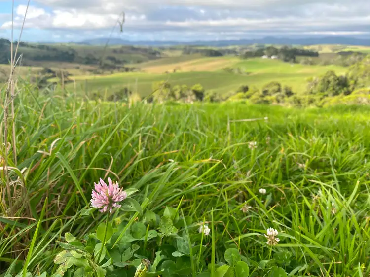 Fifth view of Homely rural property listing, 746 Whisky Creek Road, Dorrigo NSW 2453