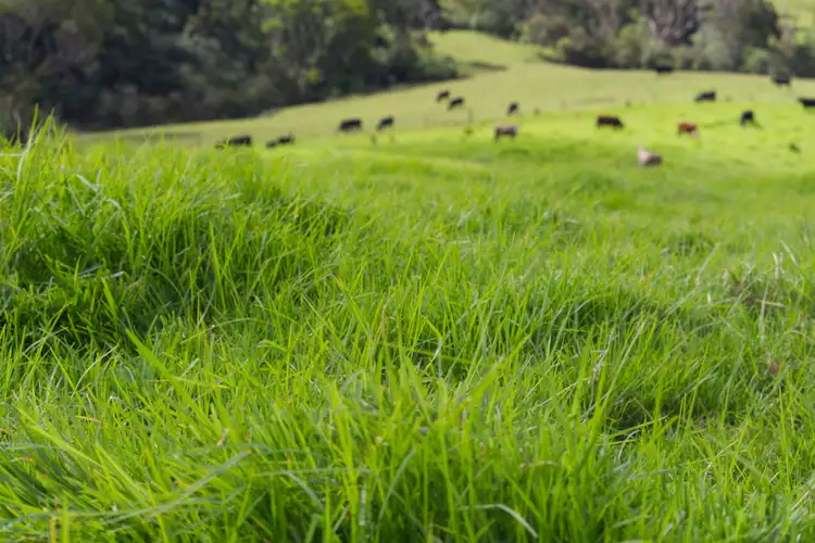 Sixth view of Homely rural property listing, 746 Whisky Creek Road, Dorrigo NSW 2453