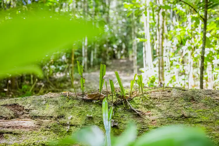 Seventh view of Homely land listing, Lot 35 Kingfisher Drive, Kuranda QLD 4881