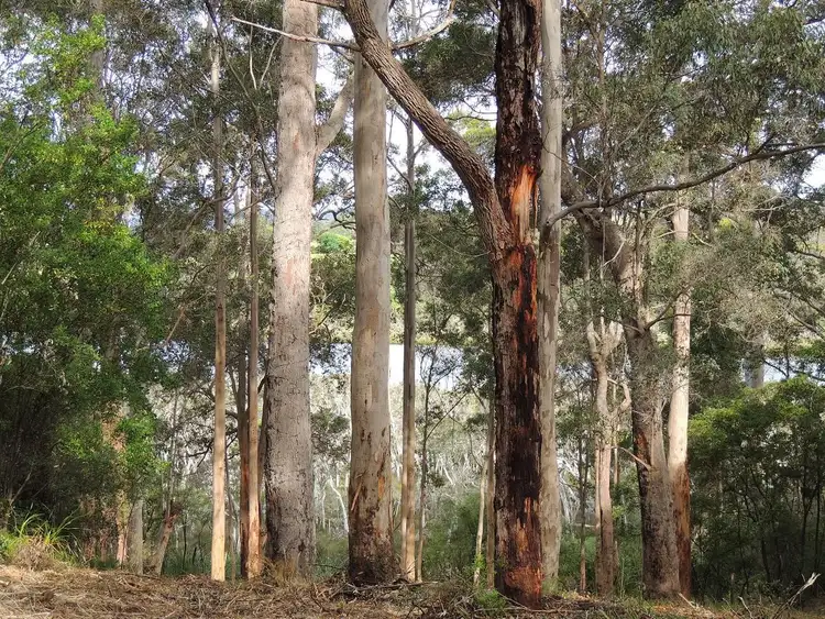 Fifth view of Homely land listing, 5 South Coast Highway, Nornalup WA 6333