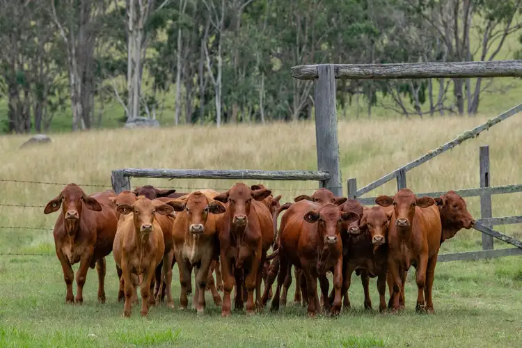 Fifth view of Homely rural property listing, 624 Old Esk Road, Taromeo QLD 4314