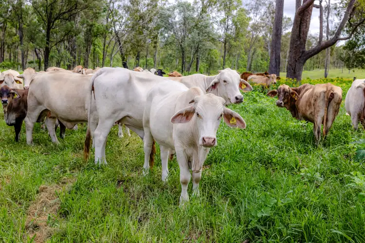 Fourth view of Homely rural property listing, 0 Tunnel Road, Wonbah QLD 4671