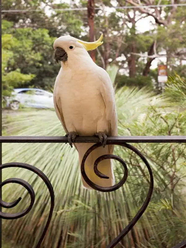 Second view of Homely house listing, 8 Crammond Avenue, Bundeena NSW 2230